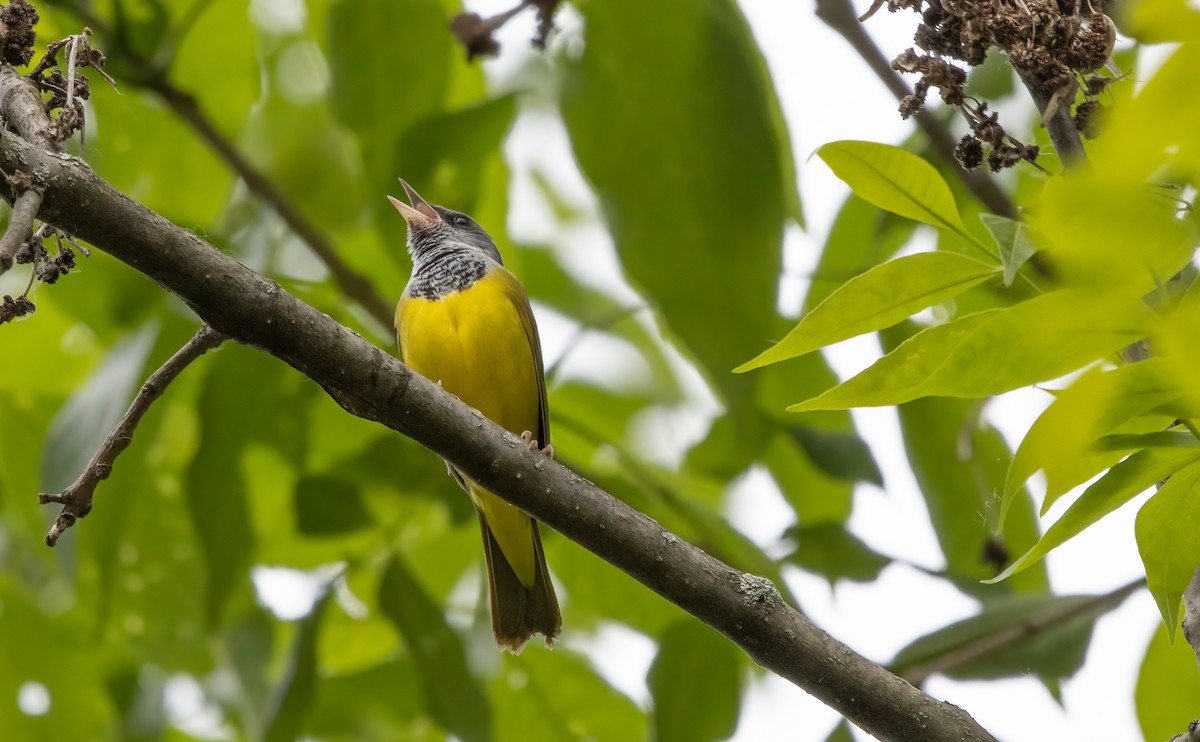 Mourning Warbler - Kalpesh Krishna