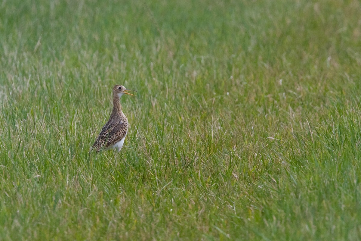 Upland Sandpiper - David Disher