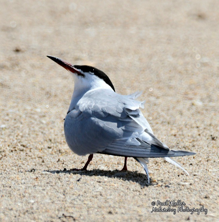 Common Tern - ML343039871