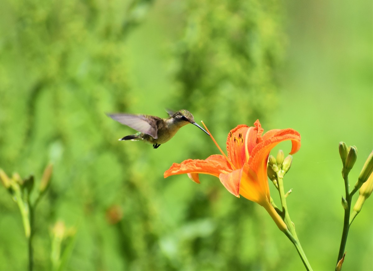 Ruby-throated Hummingbird - Mark Greene