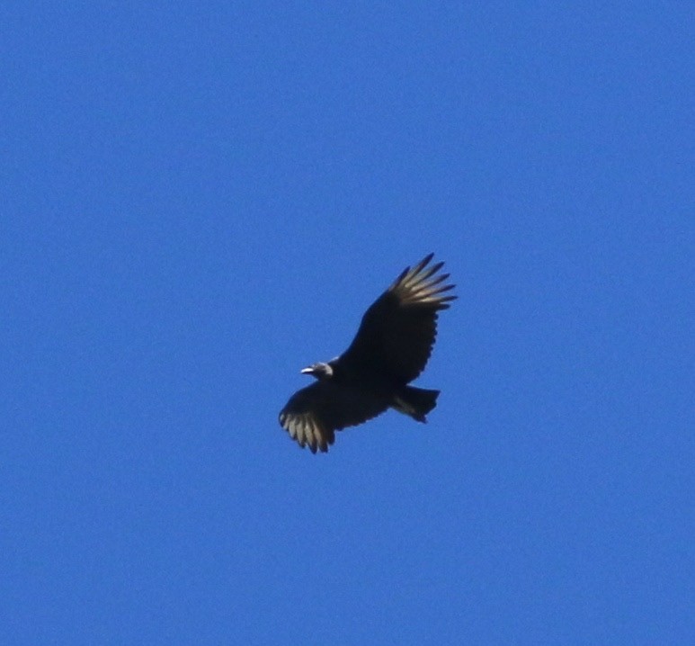 Black Vulture - Dave Czaplak