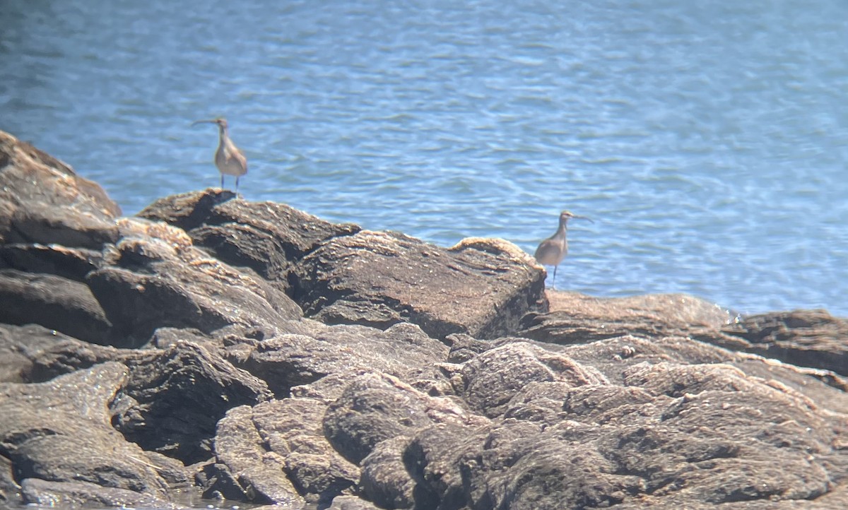 Whimbrel (Hudsonian) - ML343040551