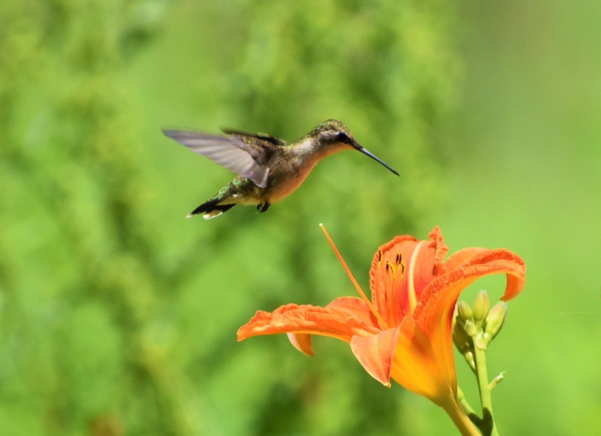 Colibrí Gorjirrubí - ML343040951