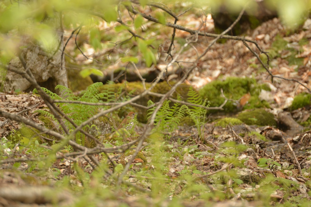 Wood Thrush - Alyssa DeRubeis