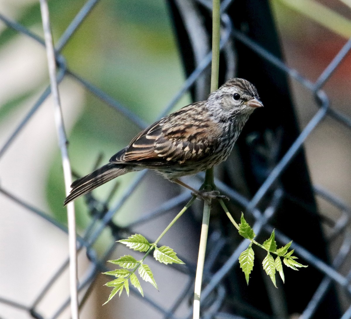 Chipping Sparrow - ML343042031