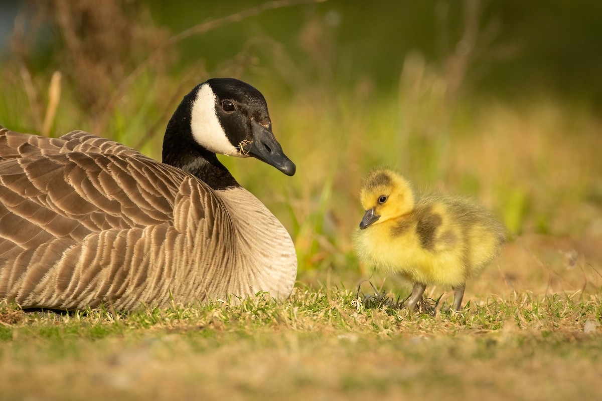 Canada Goose - ML343042471