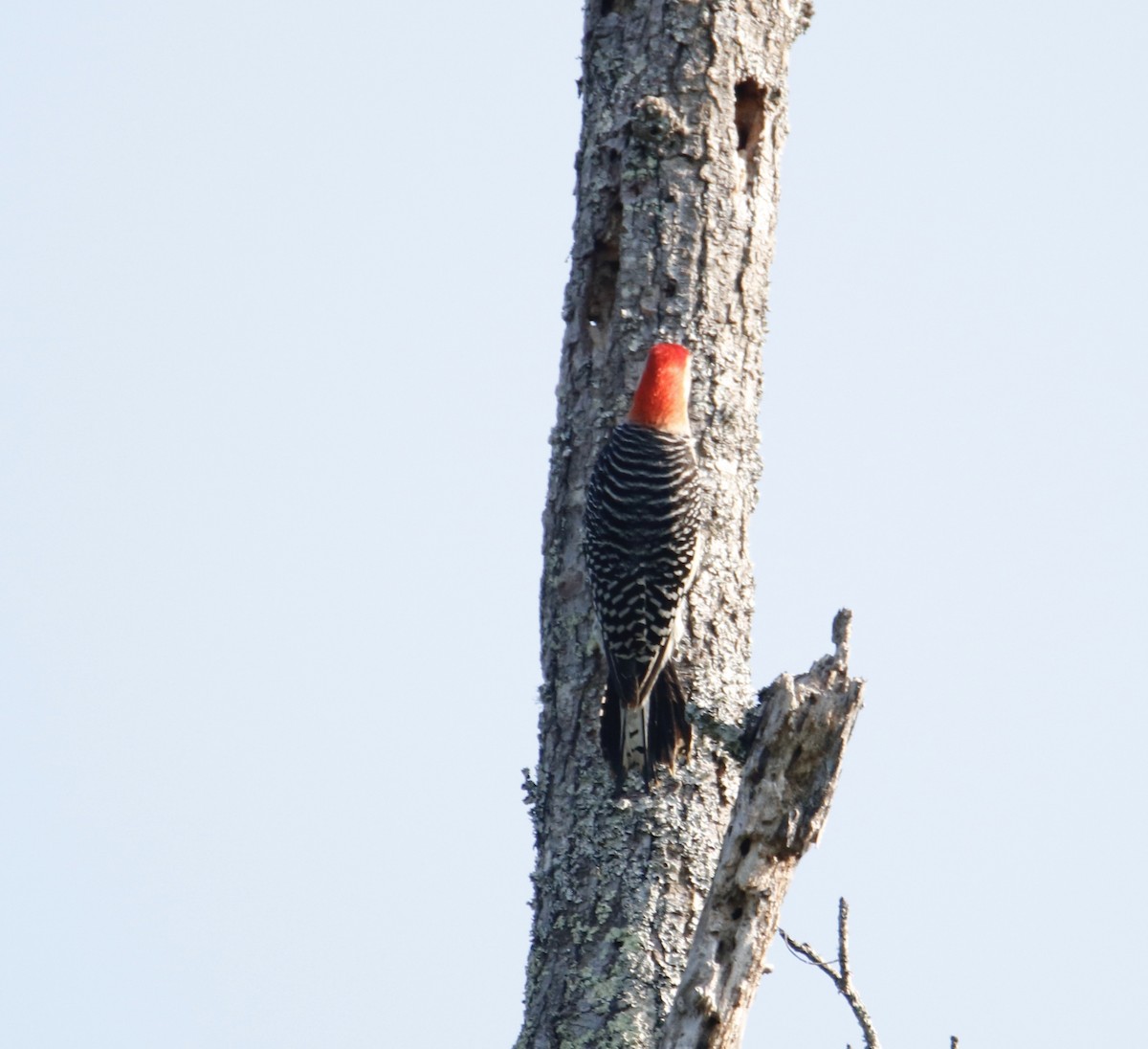 Red-bellied Woodpecker - ML343042581