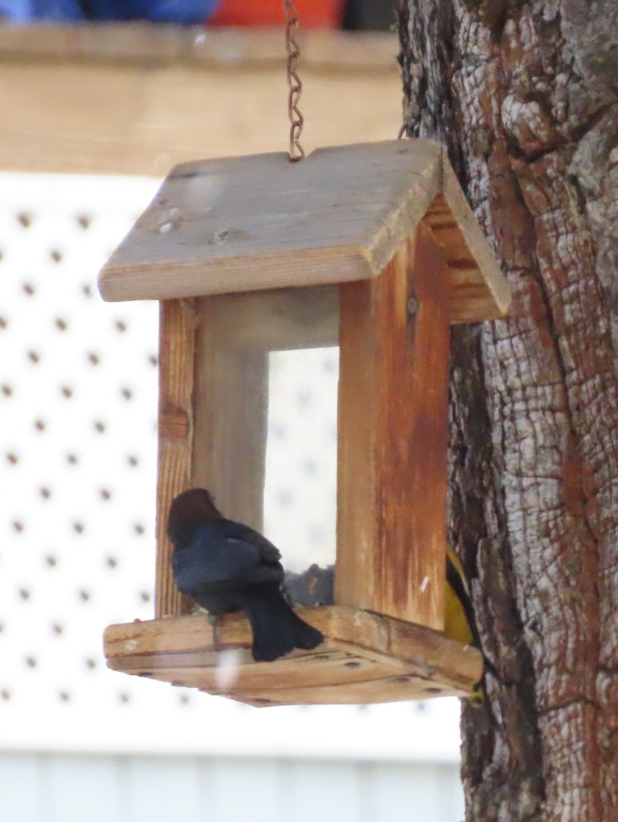 Brown-headed Cowbird - ML343043501