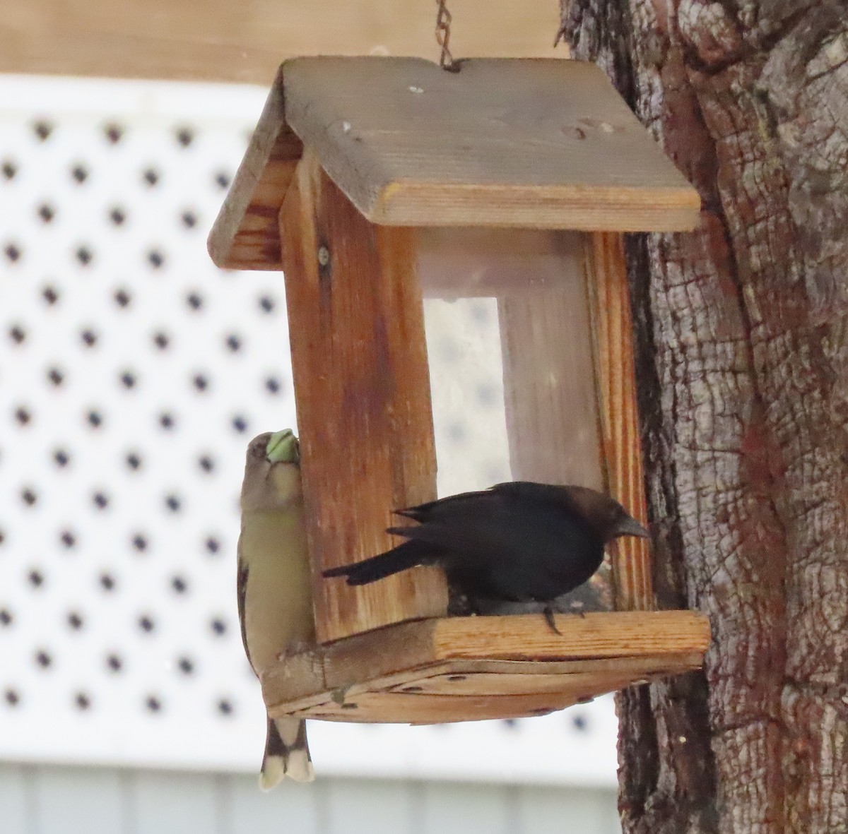 Brown-headed Cowbird - ML343043551