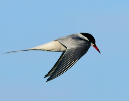 Arctic Tern - Paul Waller