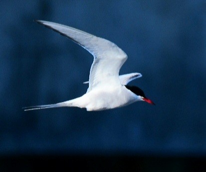 Arctic Tern - Paul Waller