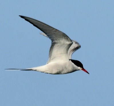 Arctic Tern - ML343043681