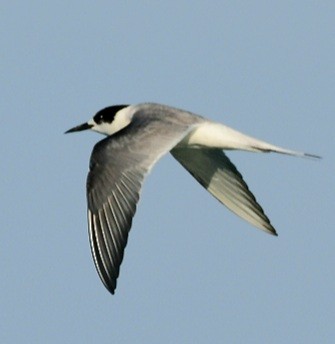 Arctic Tern - Paul Waller