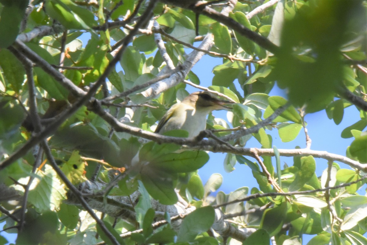 Black-whiskered Vireo - ML343046741