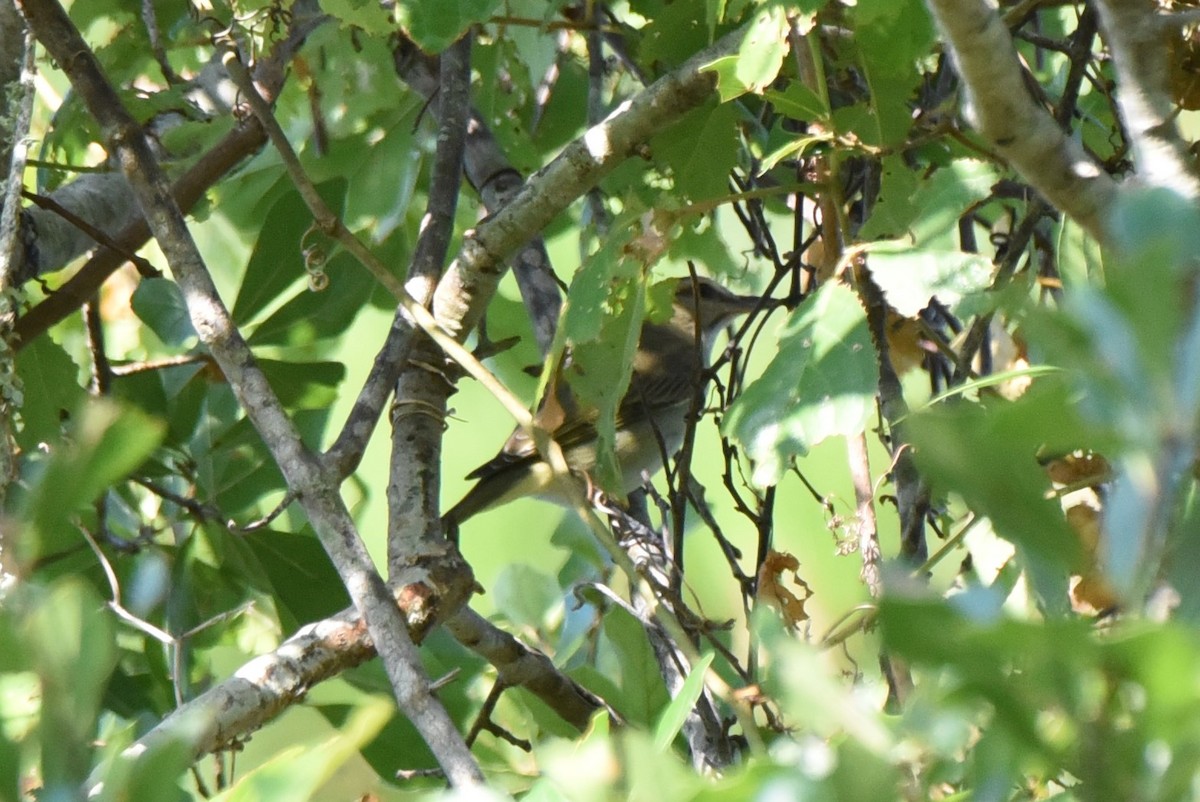 Black-whiskered Vireo - ML343046841