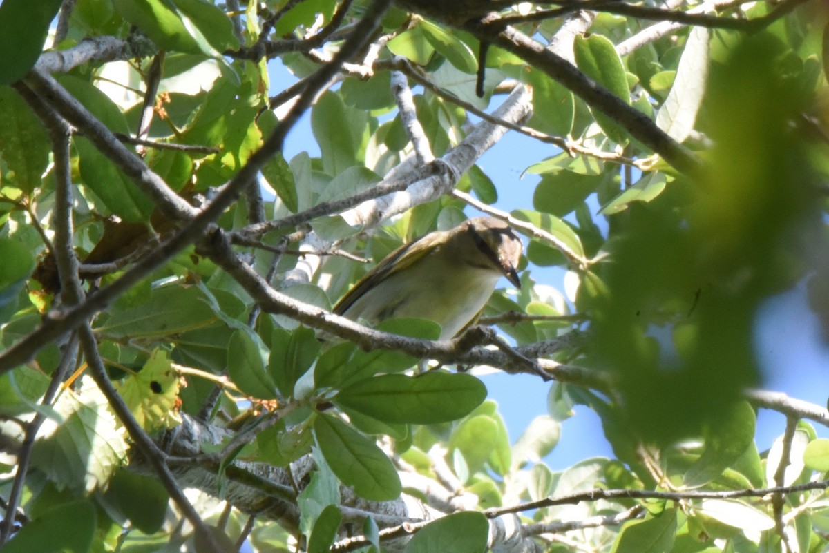 Black-whiskered Vireo - ML343046891