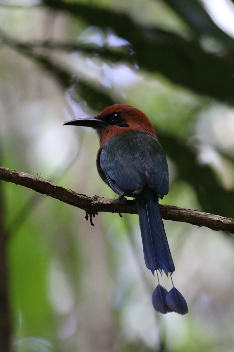 Plattschnabelmotmot [platyrhynchum-Gruppe] - ML34304731