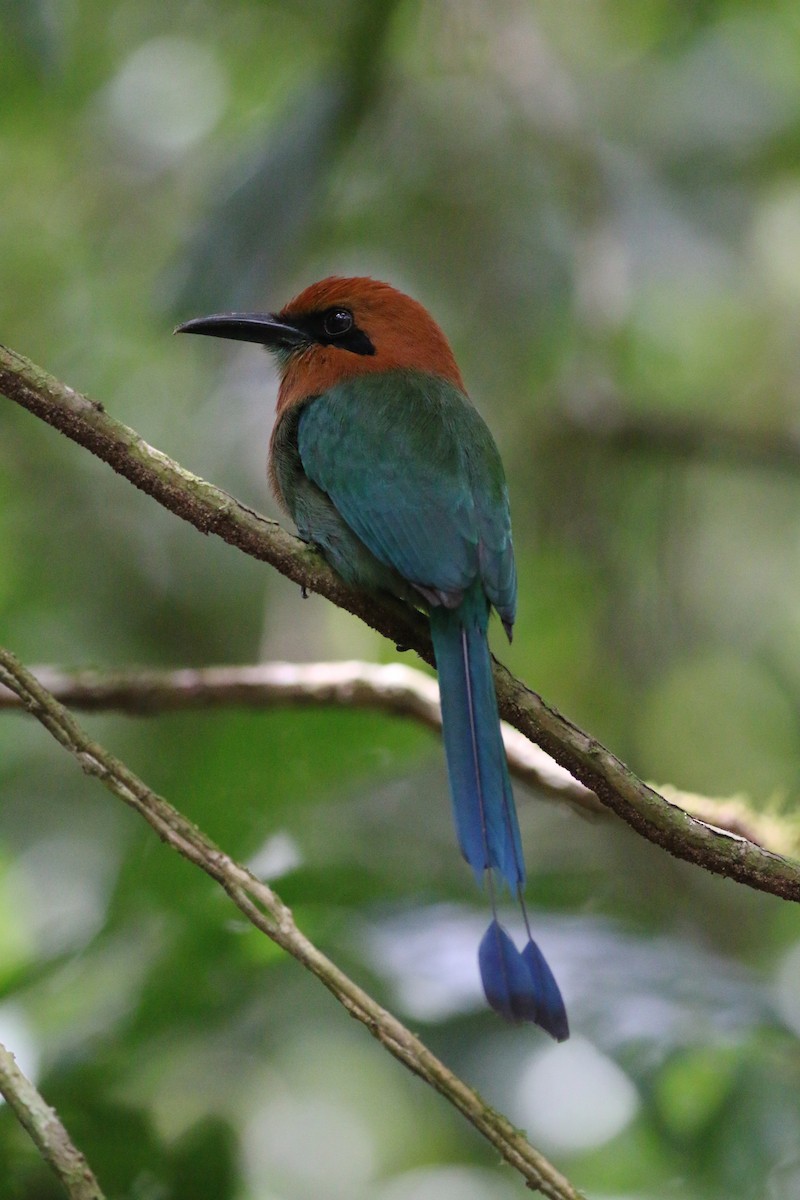 Plattschnabelmotmot [platyrhynchum-Gruppe] - ML34304761