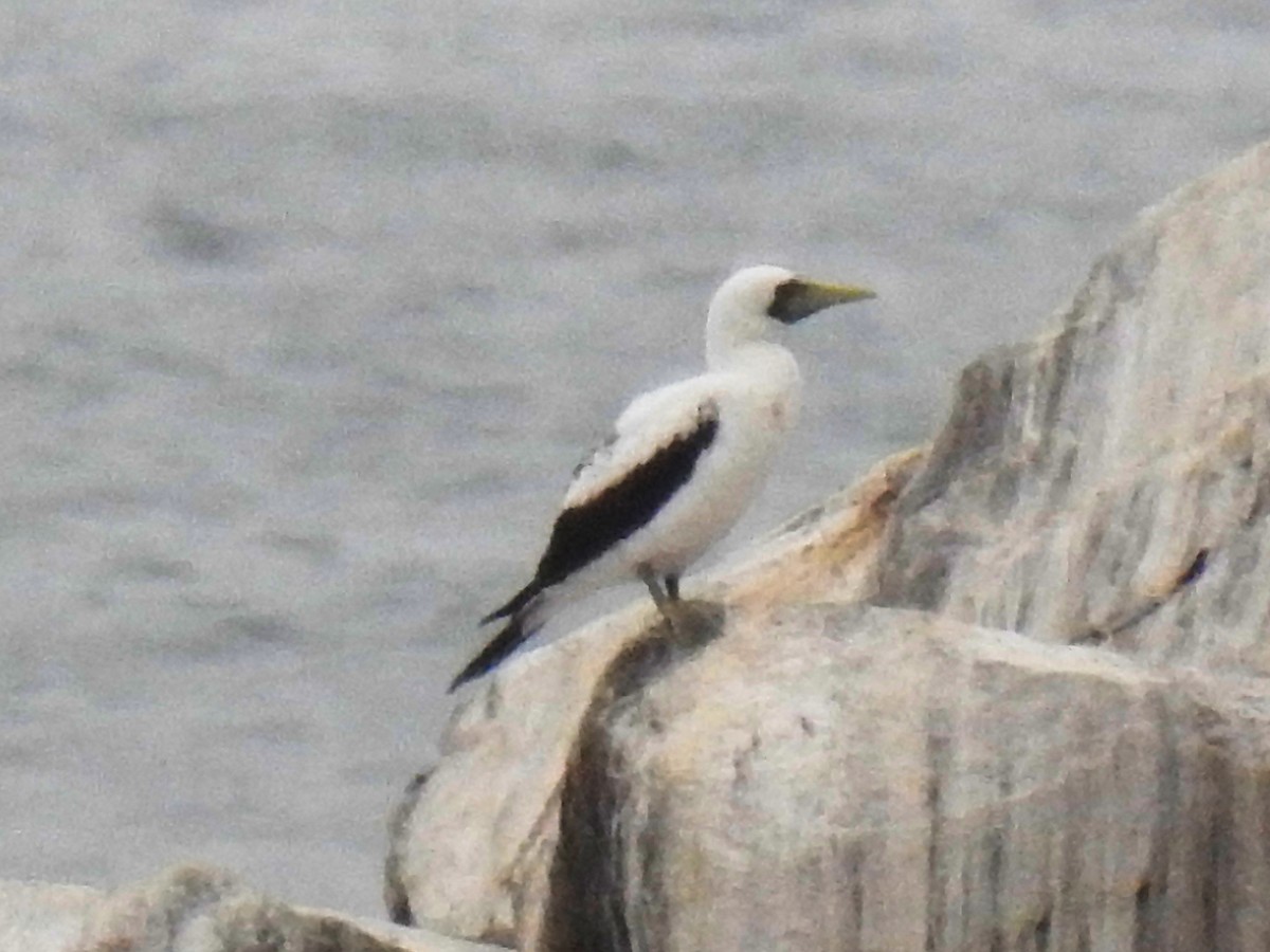 Masked Booby - Doug Lithgow