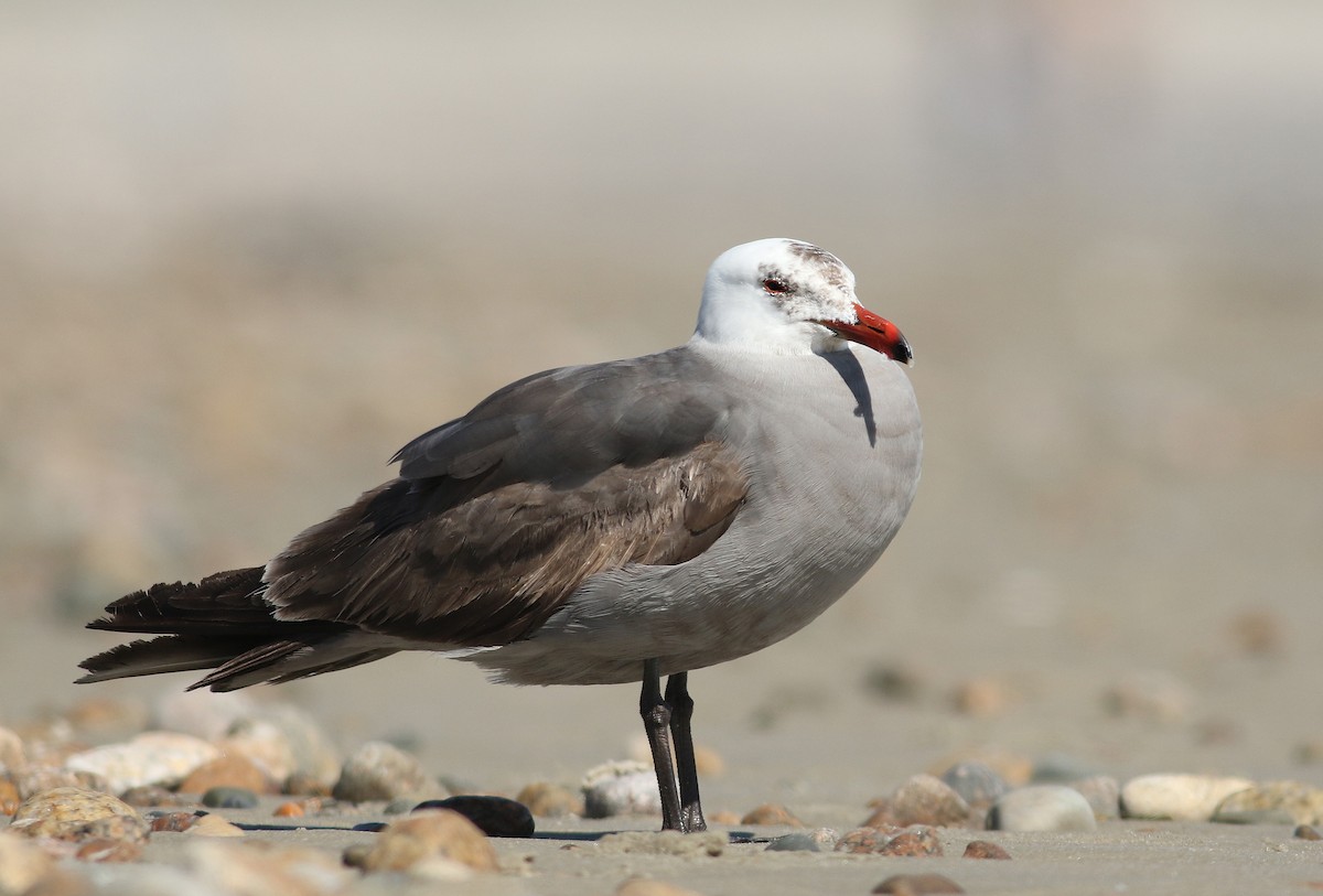 Gaviota Mexicana - ML343048431