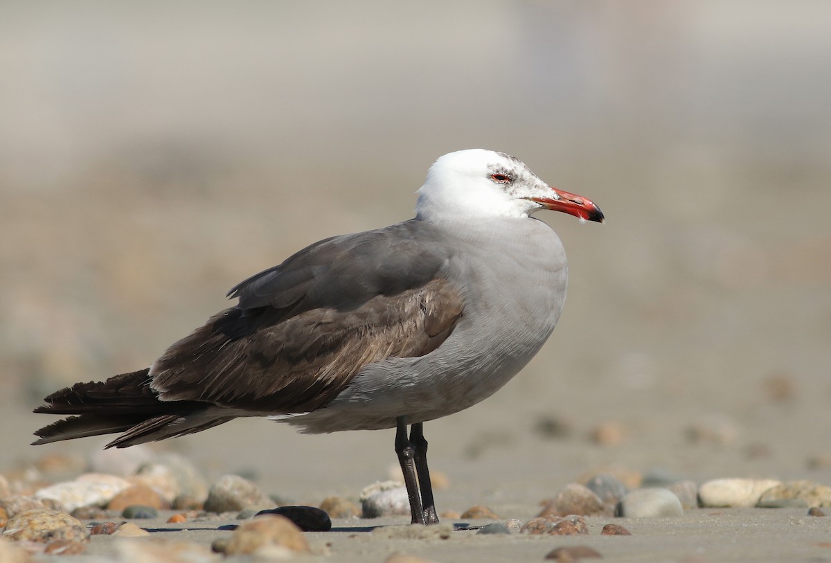 Heermann's Gull - ML343048451