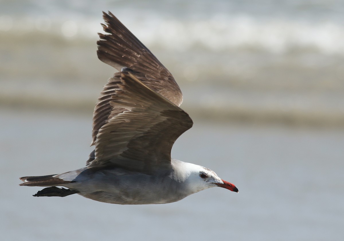 Gaviota Mexicana - ML343048551