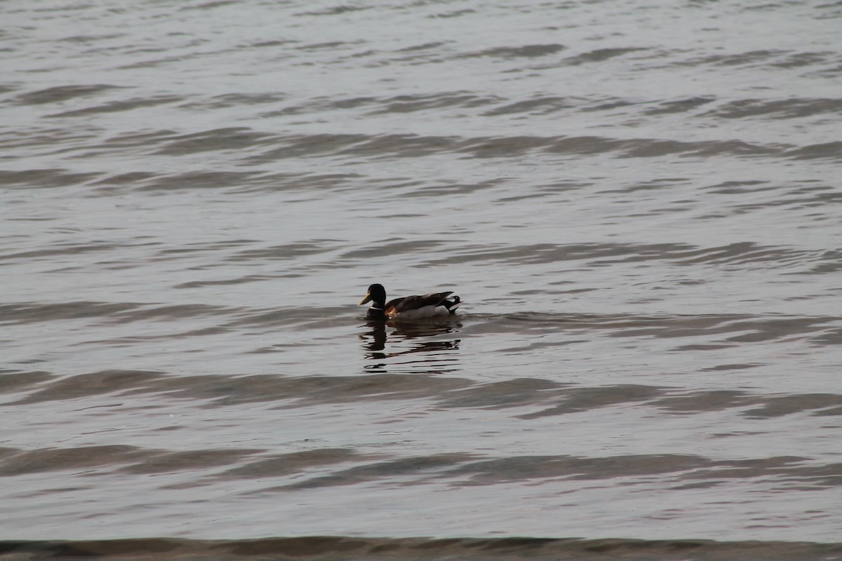 Stockente - ML343049131