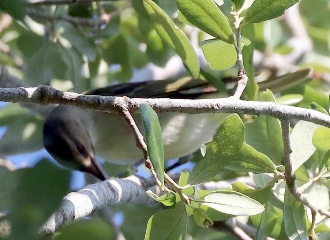 Black-whiskered Vireo - ML343050021