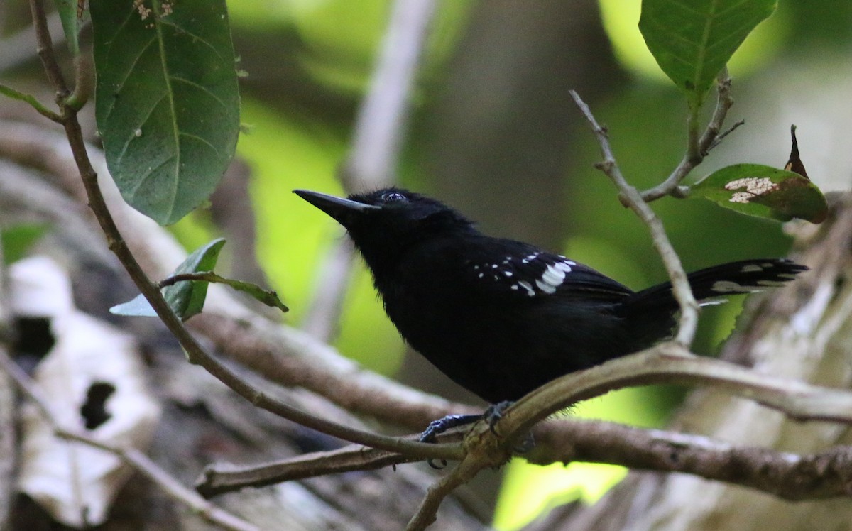 Dot-winged Antwren - ML34305091