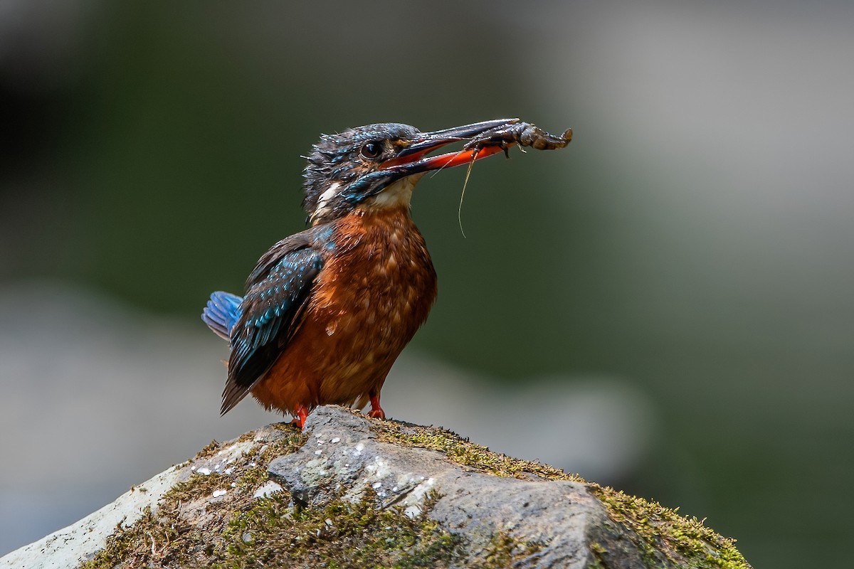 Blyth's Kingfisher - Ngoc Sam Thuong Dang