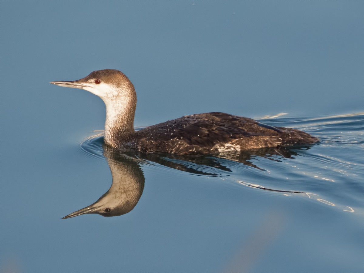 Red-throated Loon - ML34305161