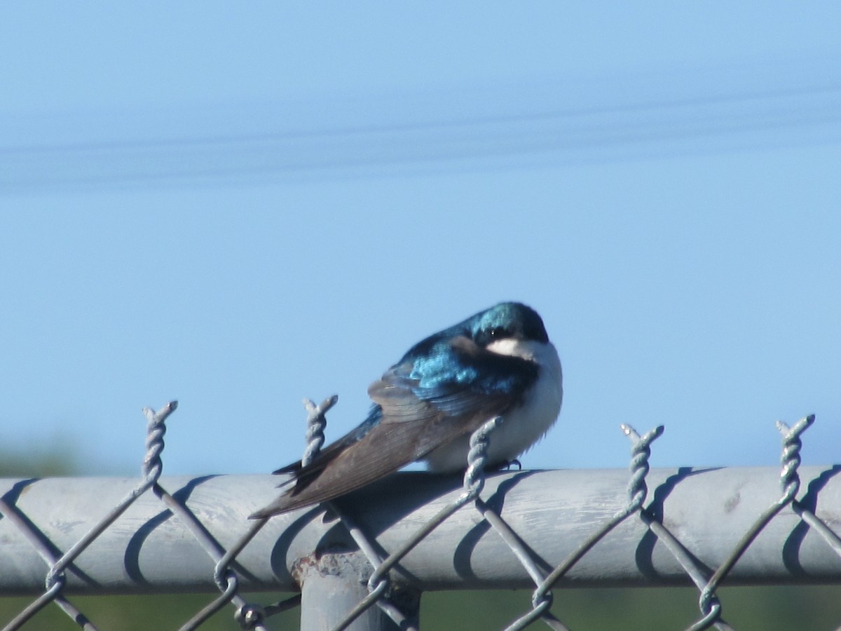 Tree Swallow - ML343051681