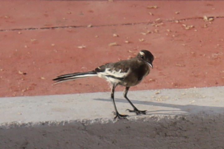 White-browed Wagtail - ML343051891