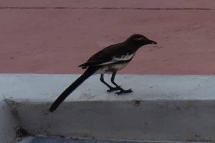 White-browed Wagtail - ML343052181