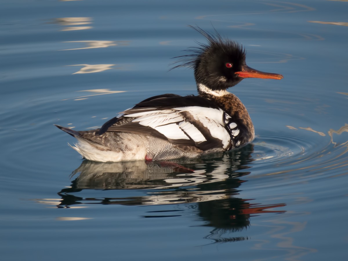 Red-breasted Merganser - ML34305231