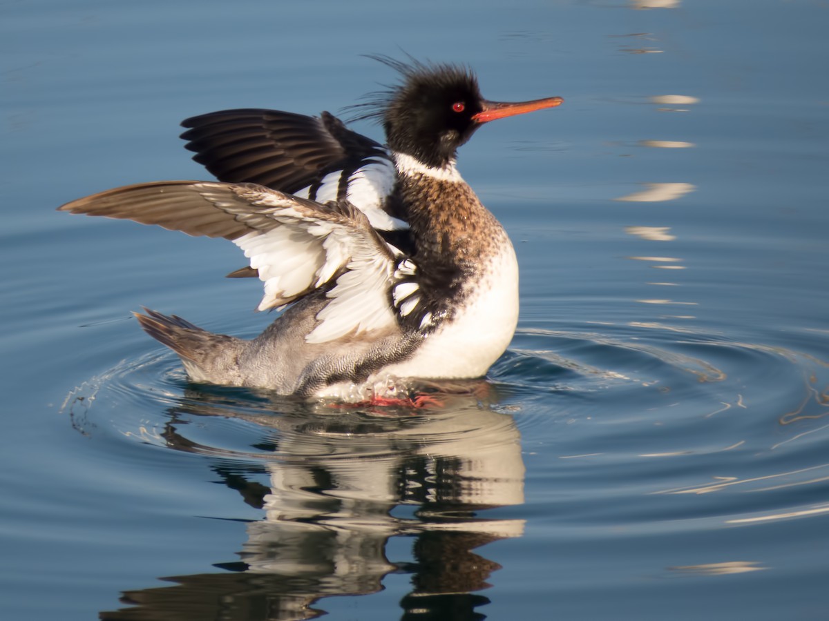 Red-breasted Merganser - ML34305241