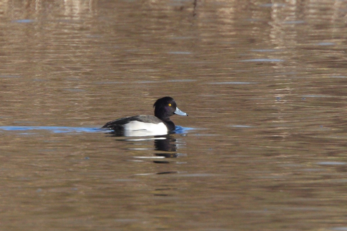 Tufted Duck - David Disher