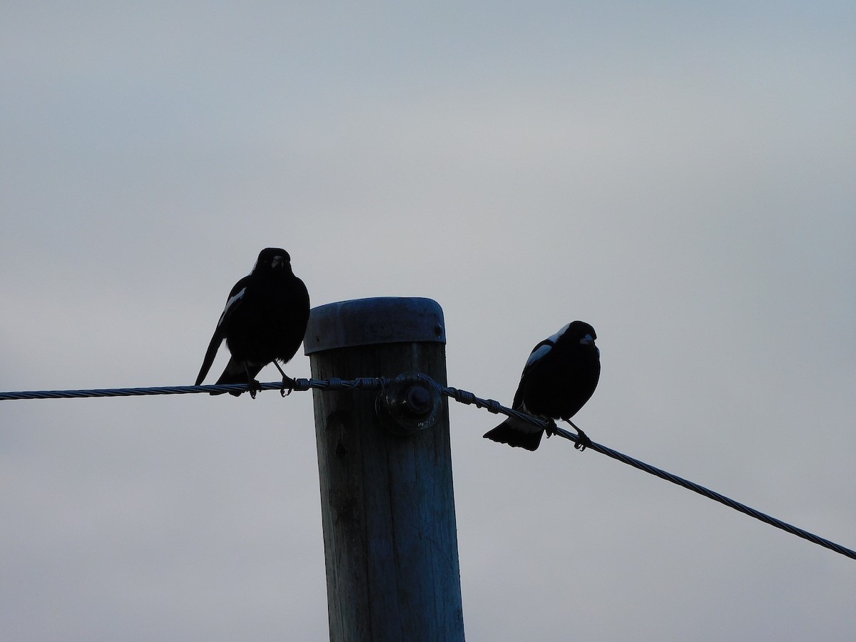 Australian Magpie - ML343052651