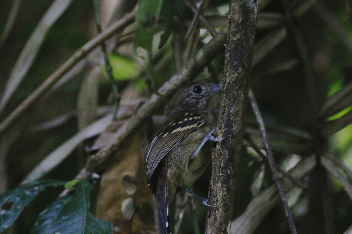 Black-crowned Antshrike - ML34305281