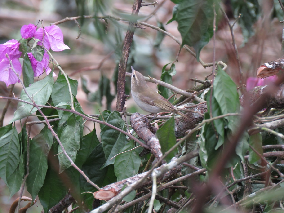 Phylloscopus sp. - ML343053221