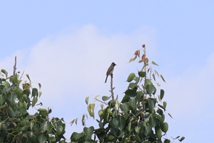 Red-vented Bulbul - ML343053491