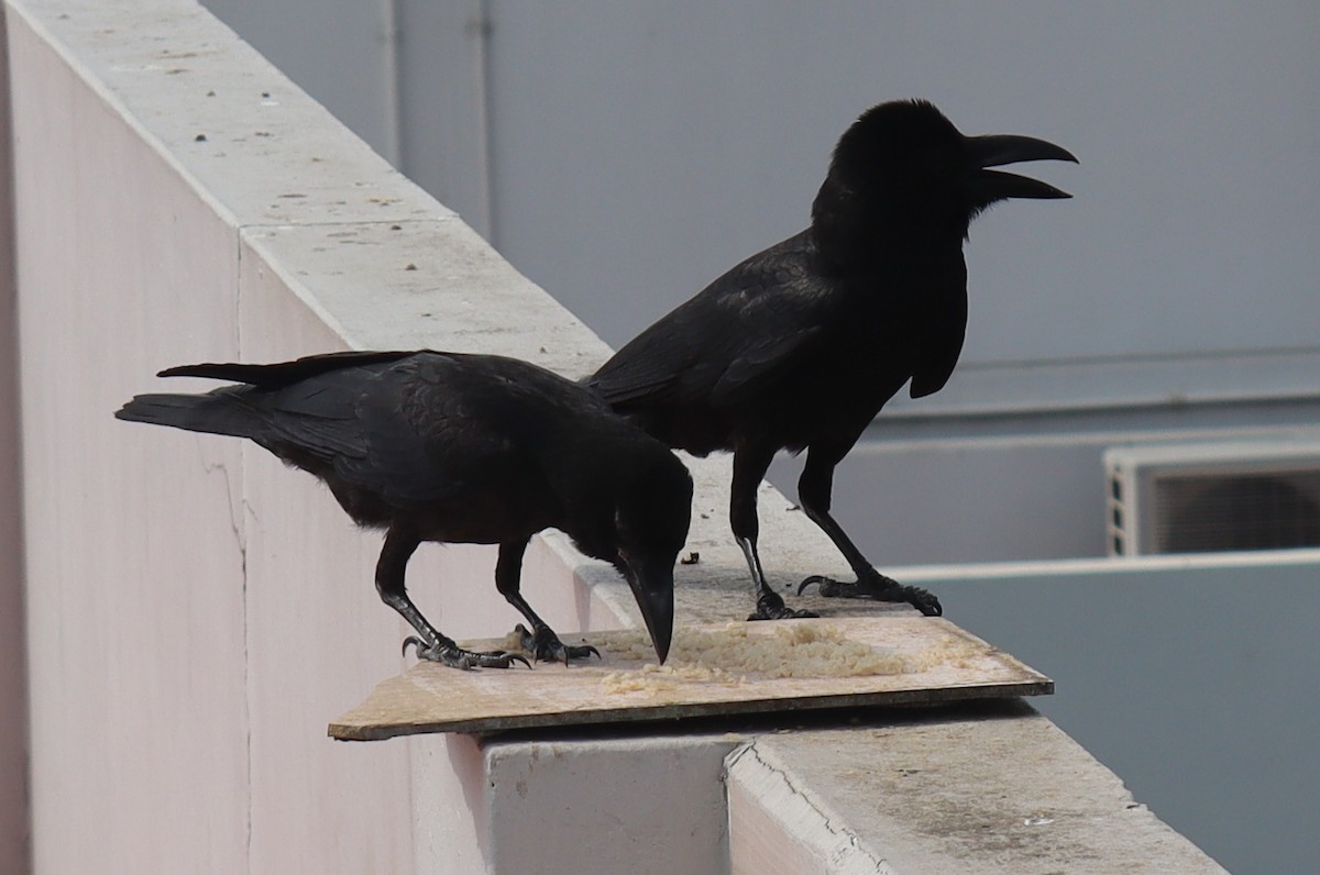Large-billed Crow - ML343053531