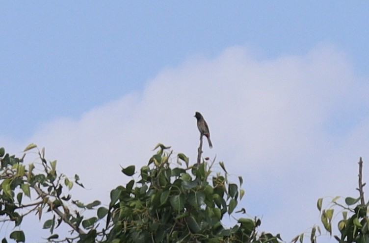 Red-vented Bulbul - ML343053601