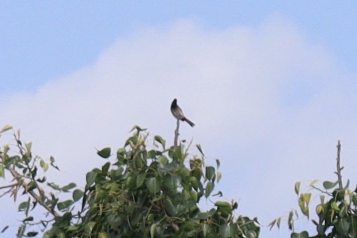 Red-vented Bulbul - ML343053641