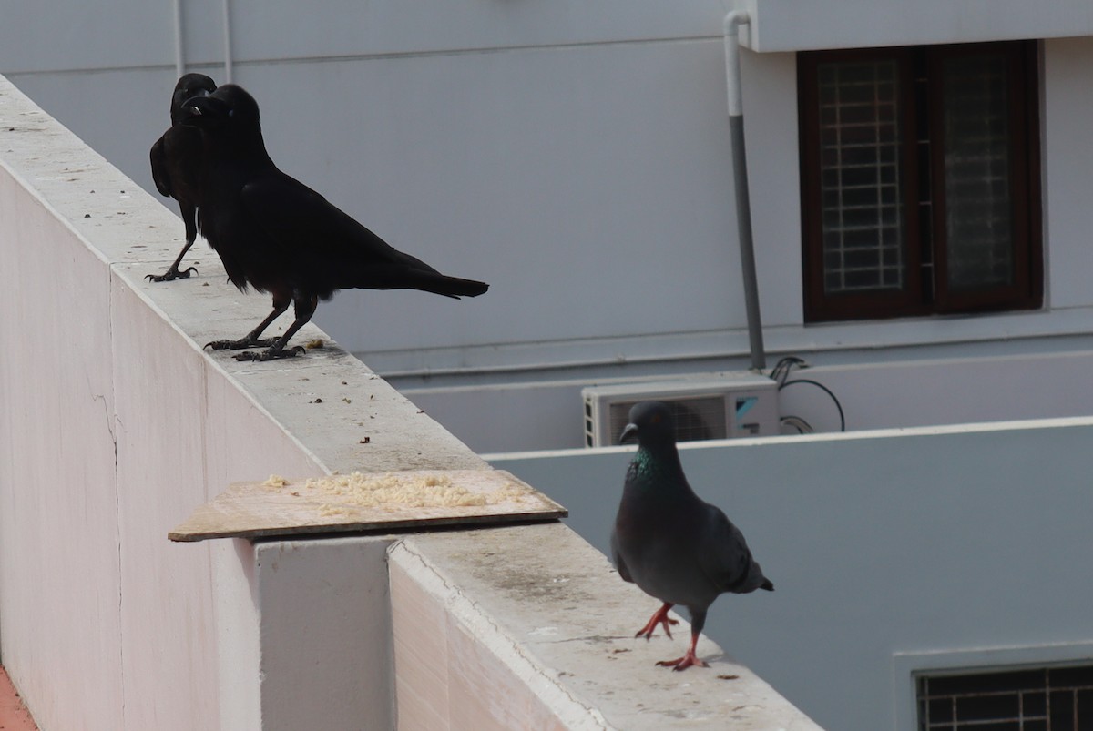 Large-billed Crow - Ashwath Sivakumar