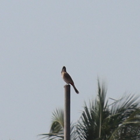 Red-vented Bulbul - ML343054201