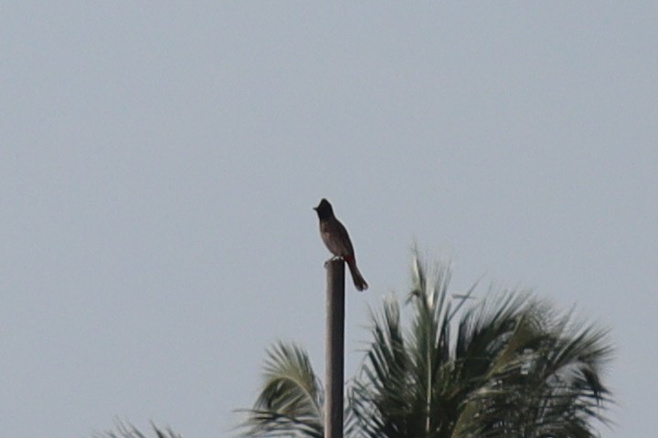 Red-vented Bulbul - ML343054411