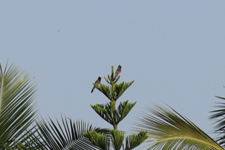 Red-vented Bulbul - ML343054731