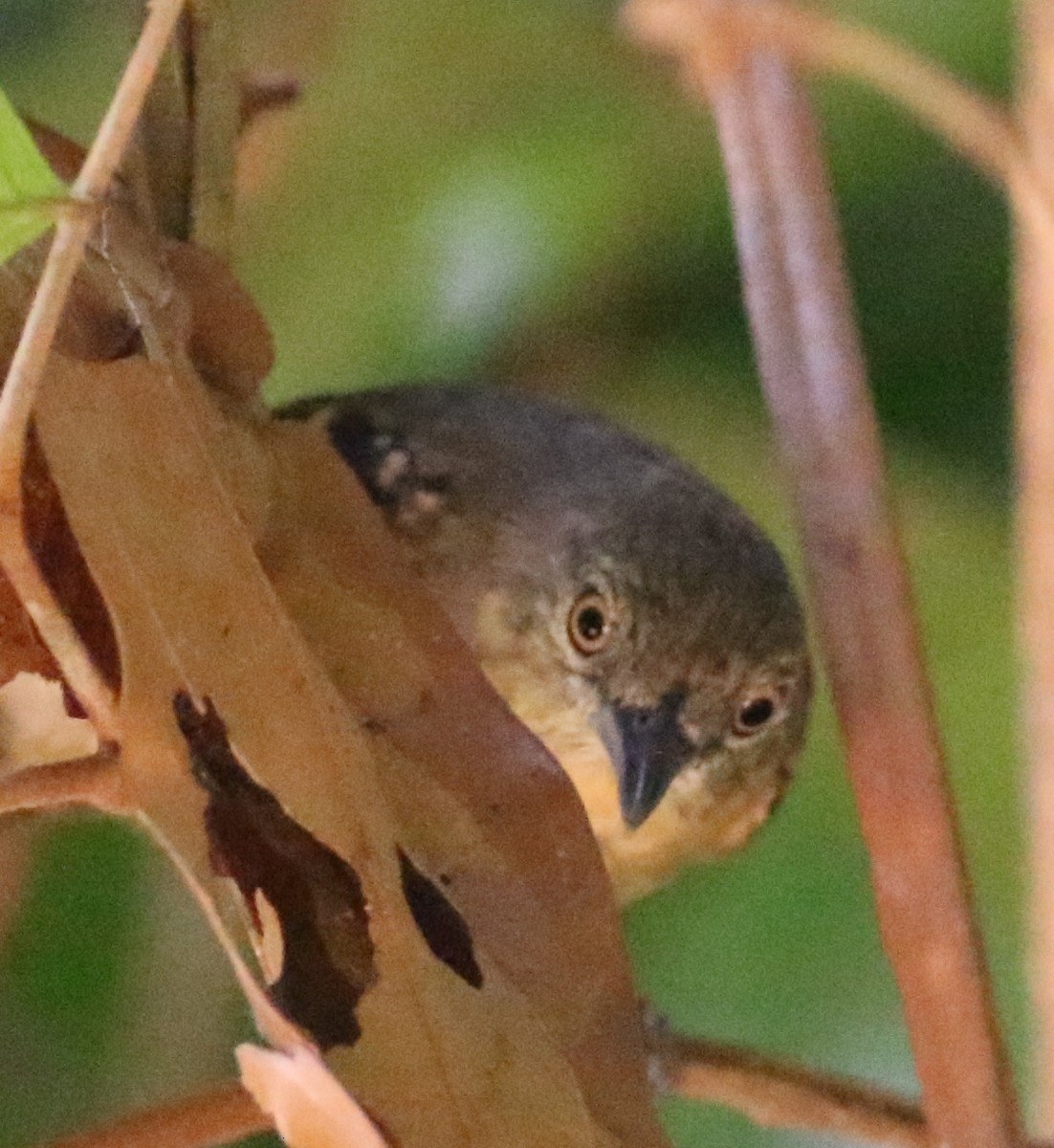 Checker-throated Stipplethroat - Oliver Burton