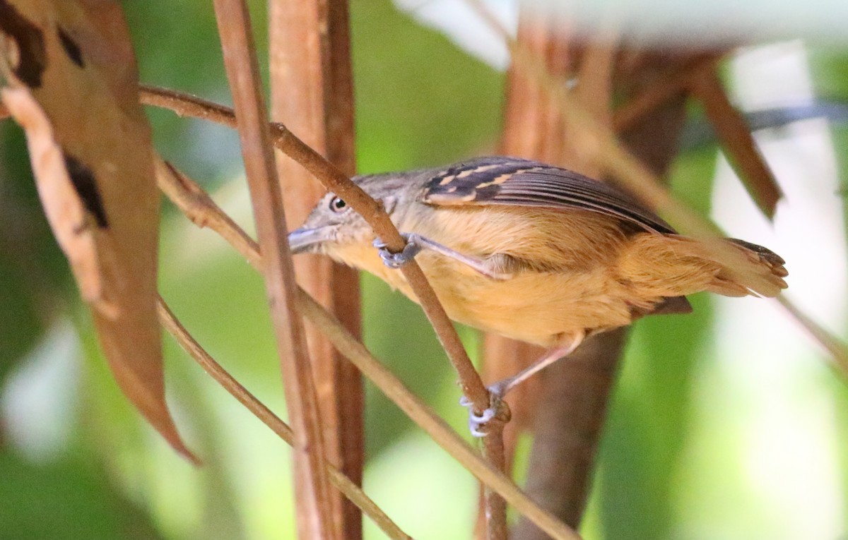 Tropfenkehl-Ameisenschlüpfer - ML34305581